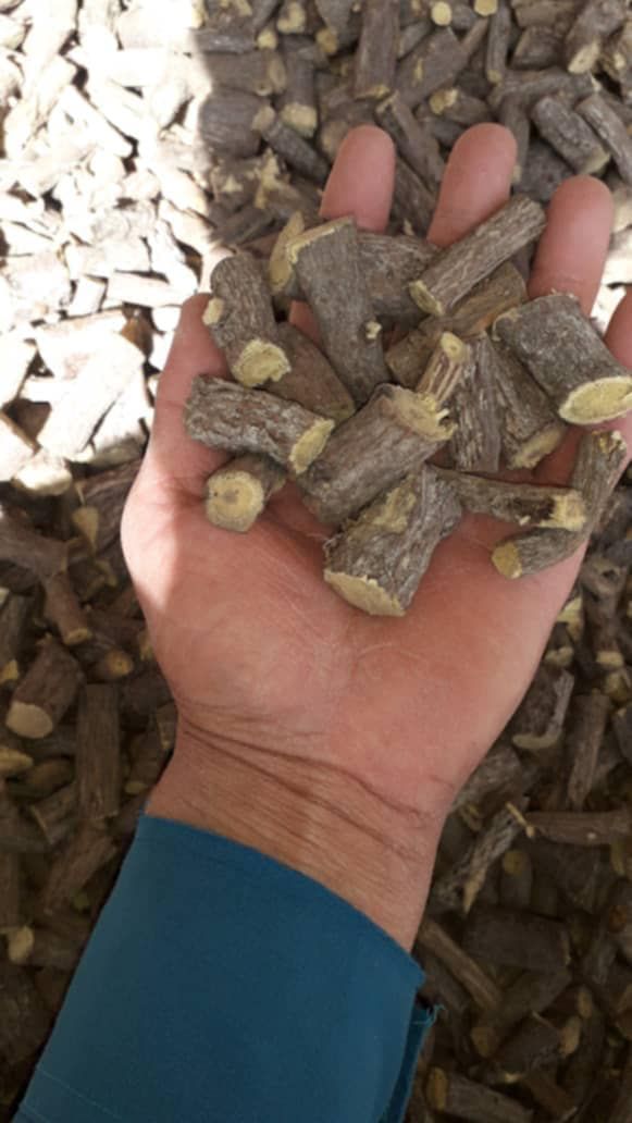 Licorice roots in hand
